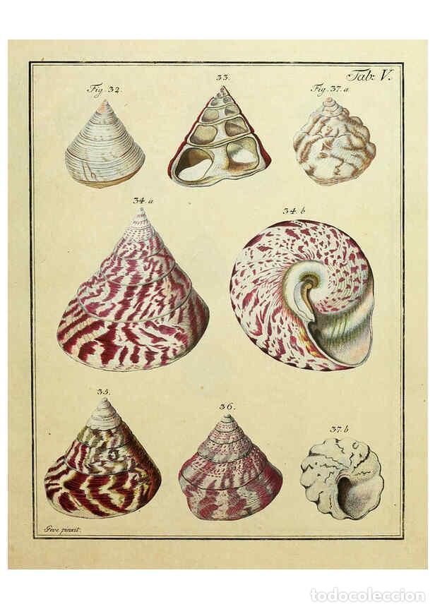 Coleccionismo de Revistas y Peri&oacute;dicos: Reproducci&oacute;n/Reproduction 6077145048: Nicolaus Georg Gevens Conchylien-Cabinet L&uuml;neburg :Bei Herold