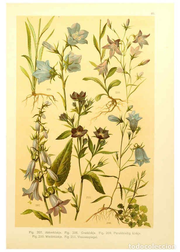 Coleccionismo de Revistas y Peri&oacute;dicos: Reproducci&oacute;n/Reproduction 6436792081: Onze flora Zutphen,W.J. Thieme,1900 - Anthonie Cornelis Oudema