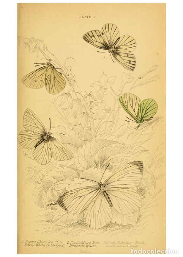 Coleccionismo de Revistas y Peri&oacute;dicos: Reproducci&oacute;n/Reproduction 6077214720: The natural history of British butterflies Dublin :S. Highley