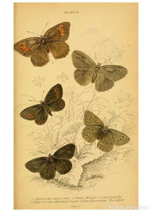 Coleccionismo de Revistas y Peri&oacute;dicos: Reproducci&oacute;n/Reproduction 6076680925: The natural history of British butterflies Dublin :S. Highley