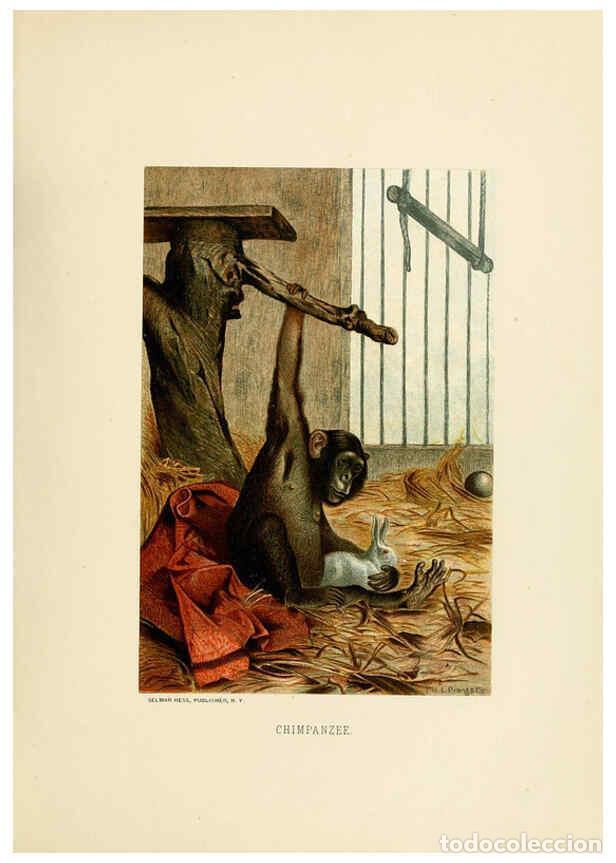 Coleccionismo de Revistas y Peri&oacute;dicos: Reproducci&oacute;n/Reproduction 6076974370: Our living world. v.1. New York :S. Hess,[1885] - John George