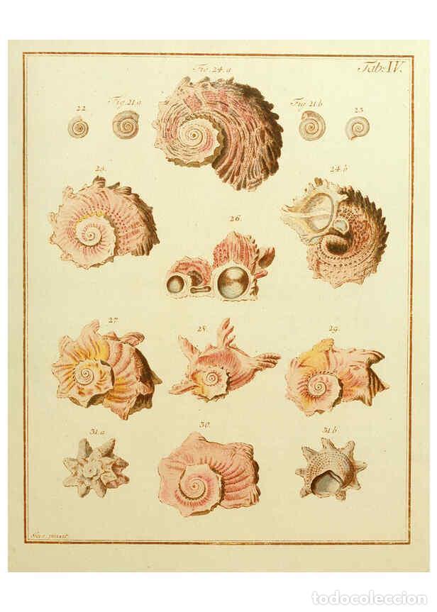 Coleccionismo de Revistas y Peri&oacute;dicos: Reproducci&oacute;n/Reproduction 6076606931: Nicolaus Georg Gevens Conchylien-Cabinet L&uuml;neburg :Bei Herold