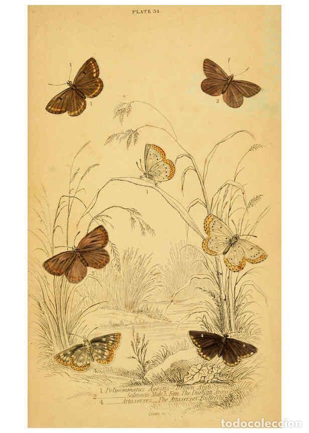 Coleccionismo de Revistas y Peri&oacute;dicos: Reproducci&oacute;n/Reproduction 6076685723: The natural history of British butterflies Dublin :S. Highley