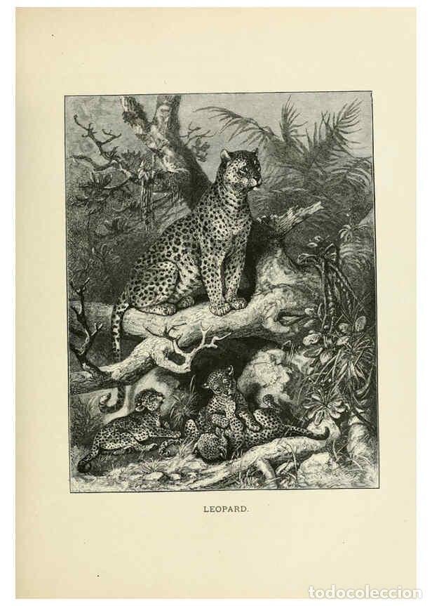 Coleccionismo de Revistas y Peri&oacute;dicos: Reproducci&oacute;n/Reproduction 6076438929: Our living world. v.1. New York :S. Hess,[1885] - John George