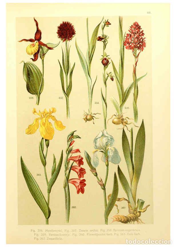 Coleccionismo de Revistas y Peri&oacute;dicos: Reproducci&oacute;n/Reproduction 6436805243: Onze flora Zutphen,W.J. Thieme,1900 - Anthonie Cornelis Oudema