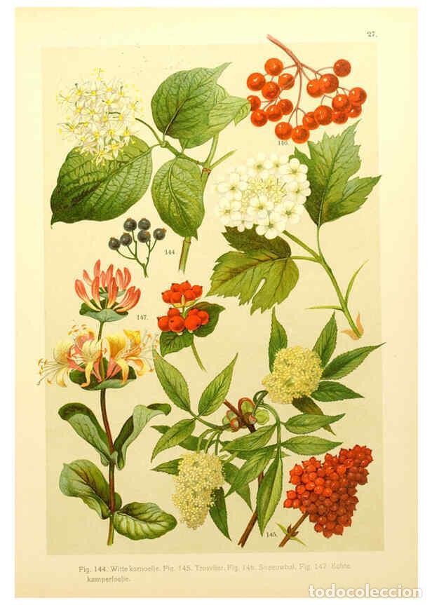 Coleccionismo de Revistas y Peri&oacute;dicos: Reproducci&oacute;n/Reproduction 6436785941: Onze flora Zutphen,W.J. Thieme,1900 - Anthonie Cornelis Oudema