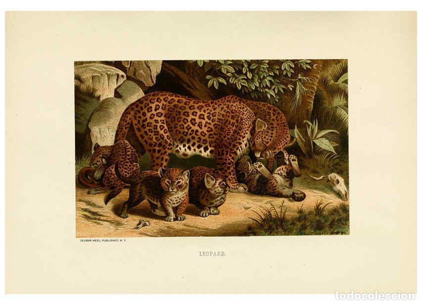 Coleccionismo de Revistas y Peri&oacute;dicos: Reproducci&oacute;n/Reproduction 6076977202: Our living world. v.1. New York :S. Hess,[1885] - John George