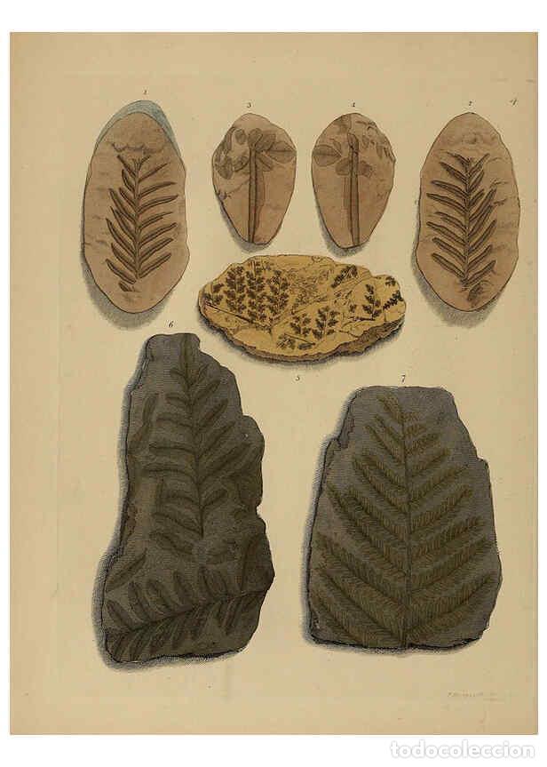 Coleccionismo de Revistas y Peri&oacute;dicos: Reproducci&oacute;n/Reproduction 6077485200: A pictorial atlas of fossil remains London :H.G. Bohn,1850 - G