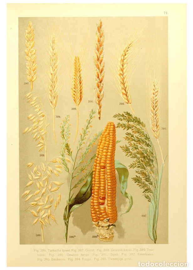 Coleccionismo de Revistas y Peri&oacute;dicos: Reproducci&oacute;n/Reproduction 6436807583: Onze flora Zutphen,W.J. Thieme,1900 - Anthonie Cornelis Oudema