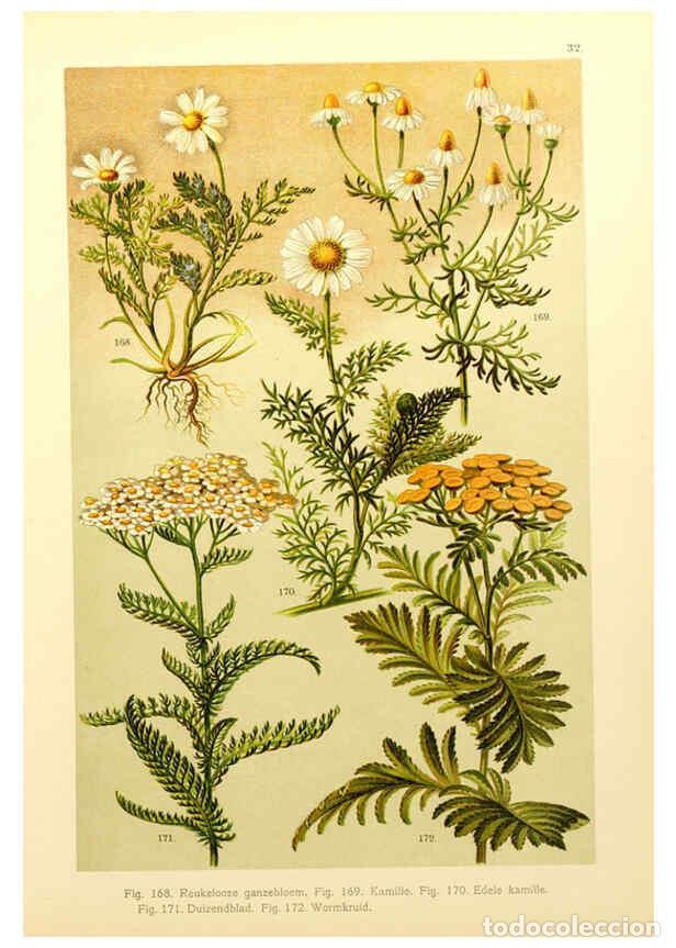 Coleccionismo de Revistas y Peri&oacute;dicos: Reproducci&oacute;n/Reproduction 6436788187: Onze flora Zutphen,W.J. Thieme,1900 - Anthonie Cornelis Oudema