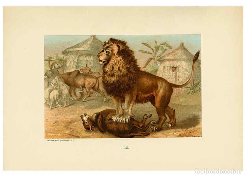 Coleccionismo de Revistas y Peri&oacute;dicos: Reproducci&oacute;n/Reproduction 6076439213: Our living world. v.1. New York :S. Hess,[1885] - John George