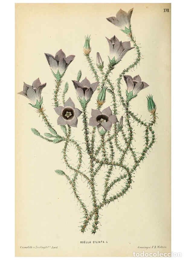 Coleccionismo de Revistas y Peri&oacute;dicos: Reproducci&oacute;n/Reproduction 6076901652: Neerland's Plantentuin. v.1. Groningen :J. Wolters,1865-1867 -