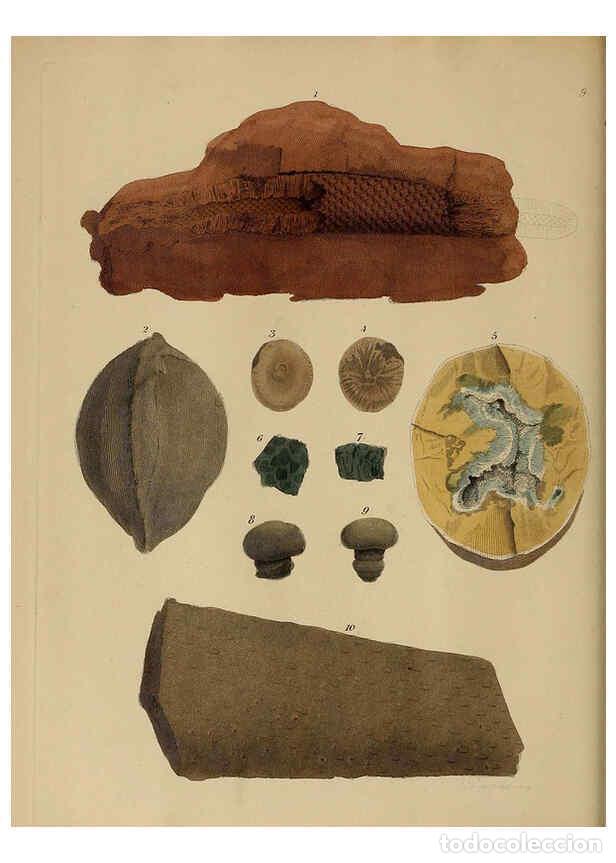 Coleccionismo de Revistas y Peri&oacute;dicos: Reproducci&oacute;n/Reproduction 6076948529: A pictorial atlas of fossil remains London :H.G. Bohn,1850 - G