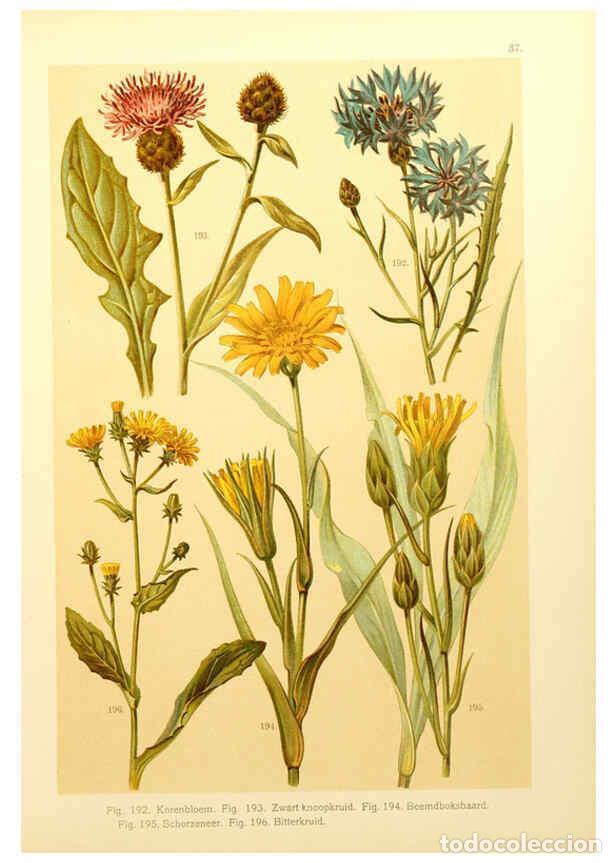 Coleccionismo de Revistas y Peri&oacute;dicos: Reproducci&oacute;n/Reproduction 6436790691: Onze flora Zutphen,W.J. Thieme,1900 - Anthonie Cornelis Oudema