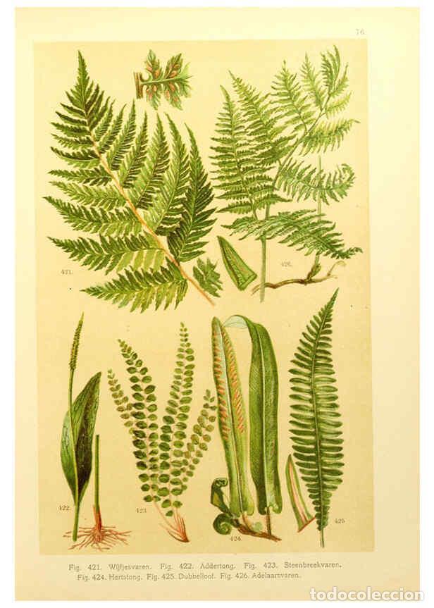 Coleccionismo de Revistas y Peri&oacute;dicos: Reproducci&oacute;n/Reproduction 6436811525: Onze flora Zutphen,W.J. Thieme,1900 - Anthonie Cornelis Oudema