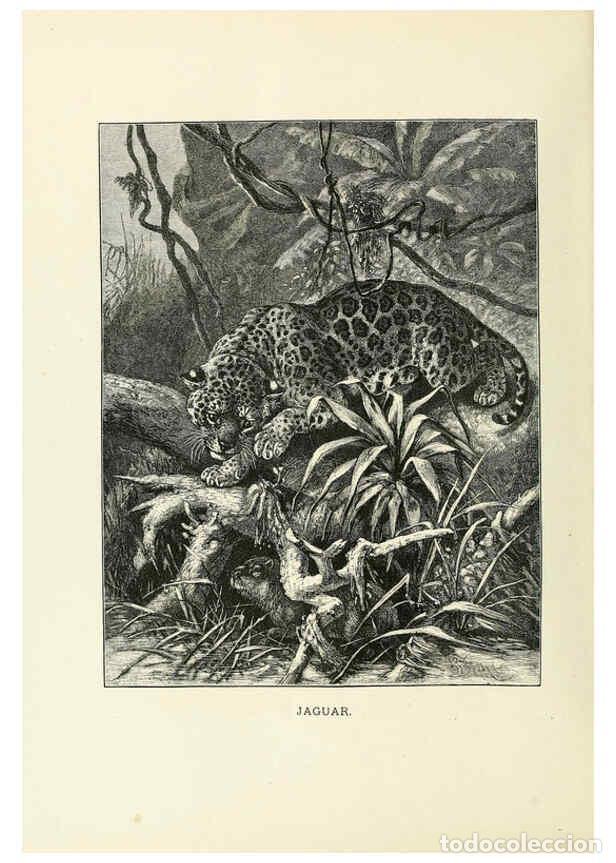 Coleccionismo de Revistas y Peri&oacute;dicos: Reproducci&oacute;n/Reproduction 6076977492: Our living world. v.1. New York :S. Hess,[1885] - John George