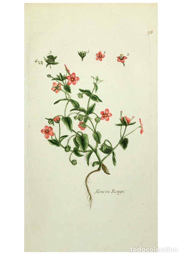 Coleccionismo de revistas y peri&oacute;dicos: Reproducci&oacute;n/Reproduction 6055495131: Flora Parisiensis. v.1. Paris,P.F. Didot,1776-1783 - Pierre Bu