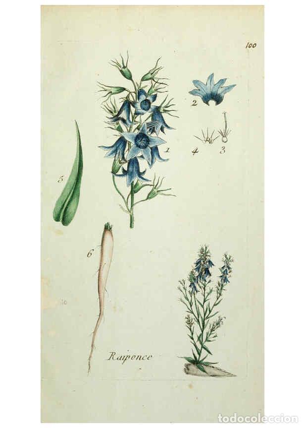 Coleccionismo de Revistas y Peri&oacute;dicos: Reproducci&oacute;n/Reproduction 6056043508: Flora Parisiensis. v.1. Paris,P.F. Didot,1776-1783 - Pierre Bu