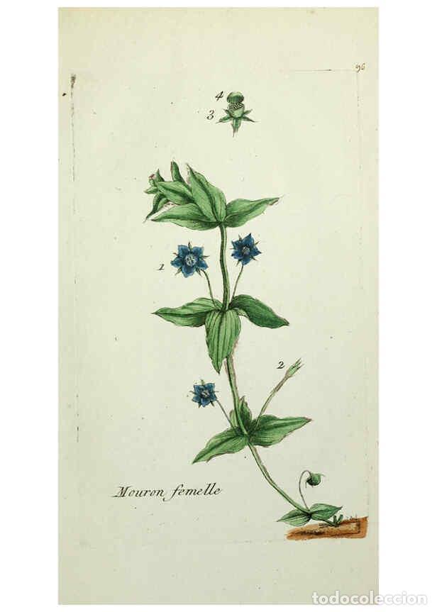 Sammeln von Zeitschriften und Zeitungen: Reproducci&oacute;n/Reproduction 6056042666: Flora Parisiensis. v.1. Paris,P.F. Didot,1776-1783 - Pierre Bu