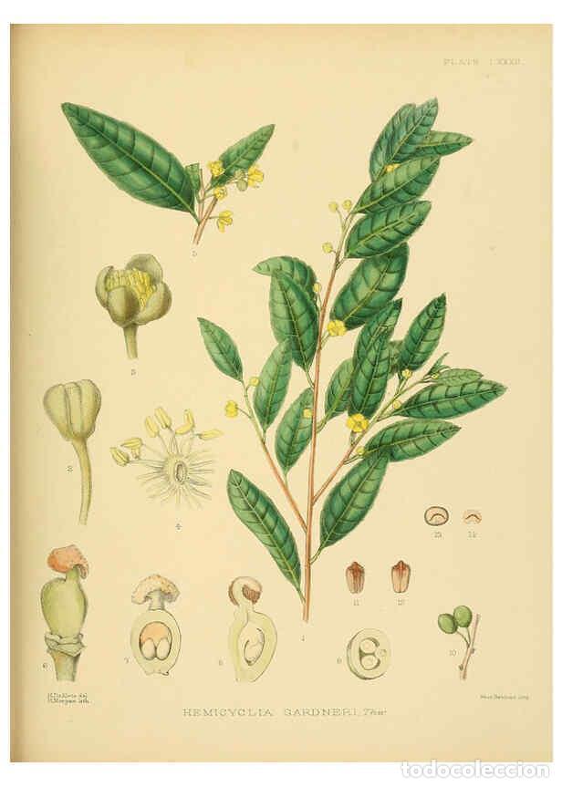 Collectionnisme de Revues et Journaux: Reproducci&oacute;n/Reproduction 6430660931: A hand-book to the flora of Ceylon. atlas. London :Dulau,1893-