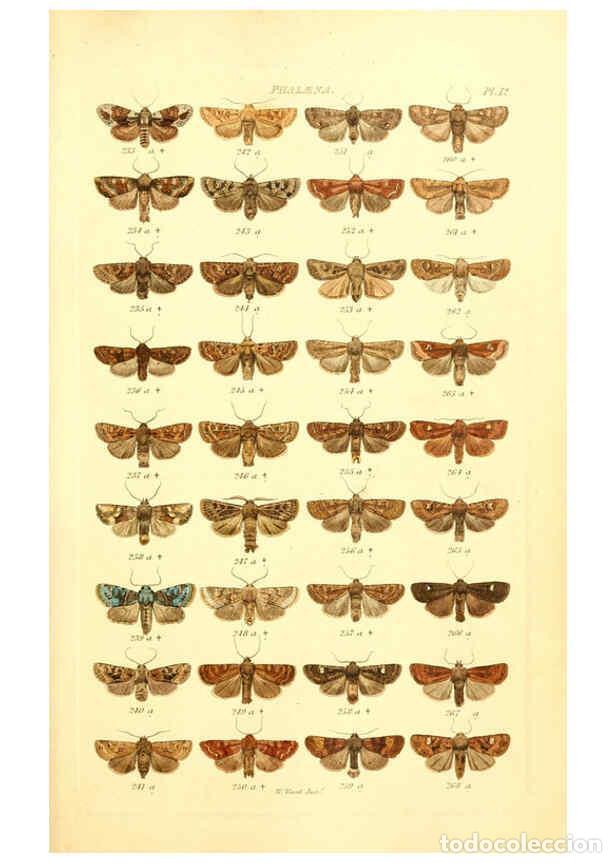 Collectionnisme de Revues et Journaux: Reproducci&oacute;n/Reproduction 6055590181: Index entomologicus London :William Wood,1839 - William Wood