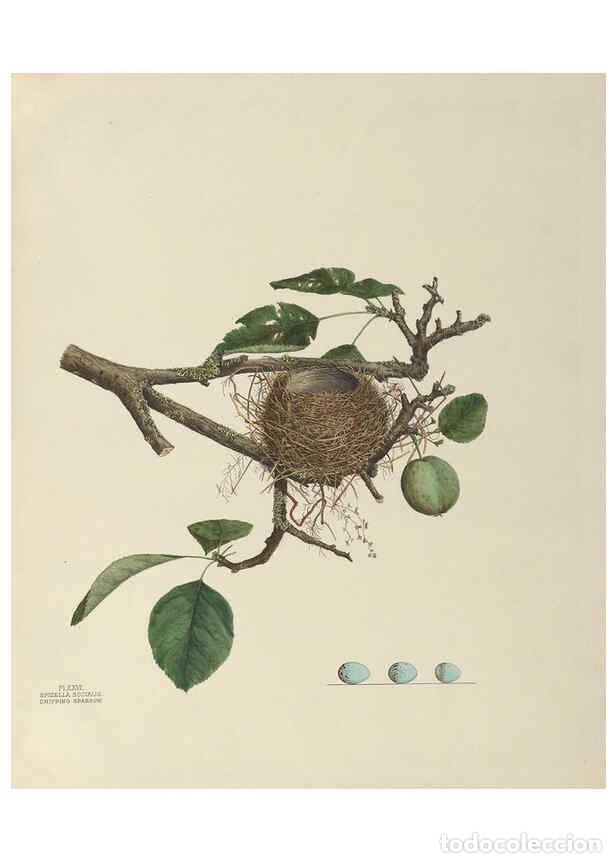 Collectionnisme de Revues et Journaux: Reproducci&oacute;n/Reproduction 6056086290: Illustrations of the nests and eggs of birds of Ohio. v.1. Cir