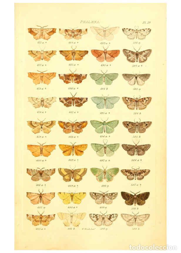 Collectionnisme de Revues et Journaux: Reproducci&oacute;n/Reproduction 6055591947: Index entomologicus London :William Wood,1839 - William Wood