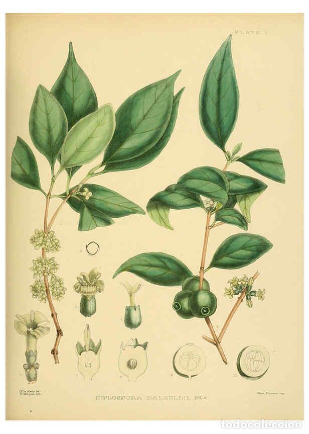 Collectionnisme de Revues et Journaux: Reproducci&oacute;n/Reproduction 6430649443: A hand-book to the flora of Ceylon. atlas. London :Dulau,1893-