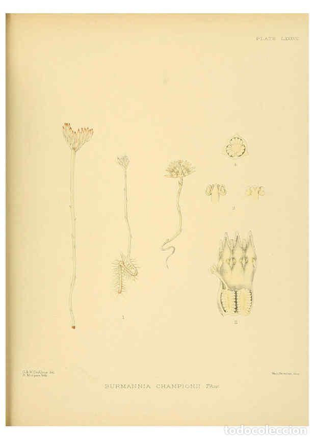 Collectionnisme de Revues et Journaux: Reproducci&oacute;n/Reproduction 6430662569: A hand-book to the flora of Ceylon. atlas. London :Dulau,1893-