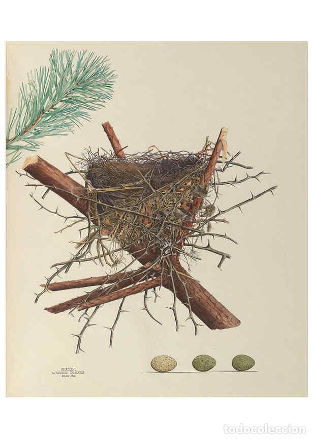 Collectionnisme de Revues et Journaux: Reproducci&oacute;n/Reproduction 6056088858: Illustrations of the nests and eggs of birds of Ohio. v.1. Cir