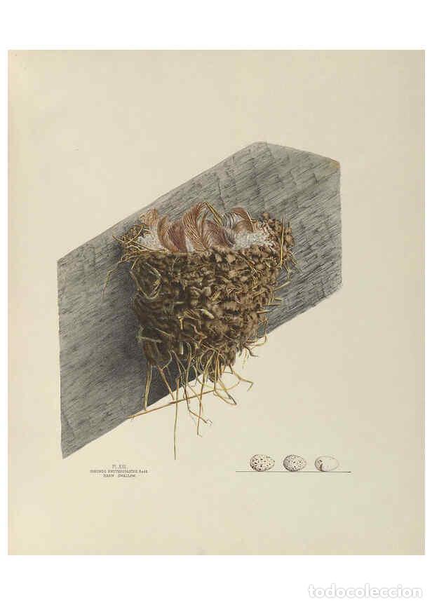 Collectionnisme de Revues et Journaux: Reproducci&oacute;n/Reproduction 6056083452: Illustrations of the nests and eggs of birds of Ohio. v.1. Cir