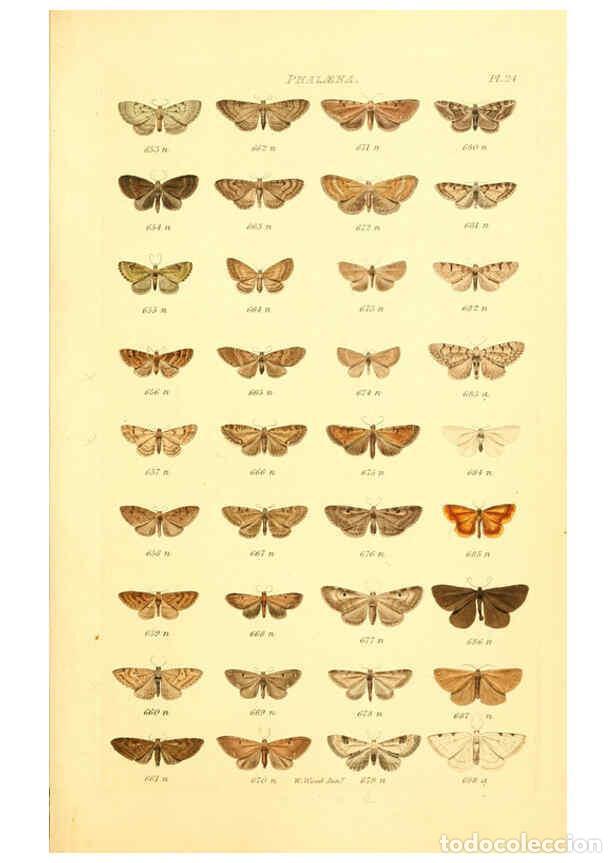 Collectionnisme de Revues et Journaux: Reproducci&oacute;n/Reproduction 6055593429: Index entomologicus London :William Wood,1839 - William Wood