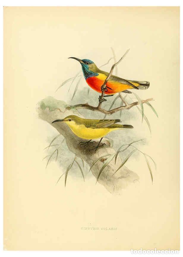 Collectionnisme de Revues et Journaux: Reproducci&oacute;n/Reproduction 6431105061: A monograph of the Nectariniidae, or, Family of sun-birds Lond