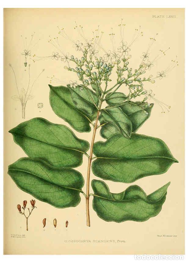 Collectionnisme de Revues et Journaux: Reproducci&oacute;n/Reproduction 6430657705: A hand-book to the flora of Ceylon. atlas. London :Dulau,1893-