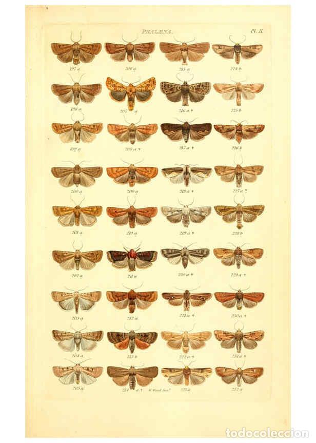 Collectionnisme de Revues et Journaux: Reproducci&oacute;n/Reproduction 6056136226: Index entomologicus London :William Wood,1839 - William Wood