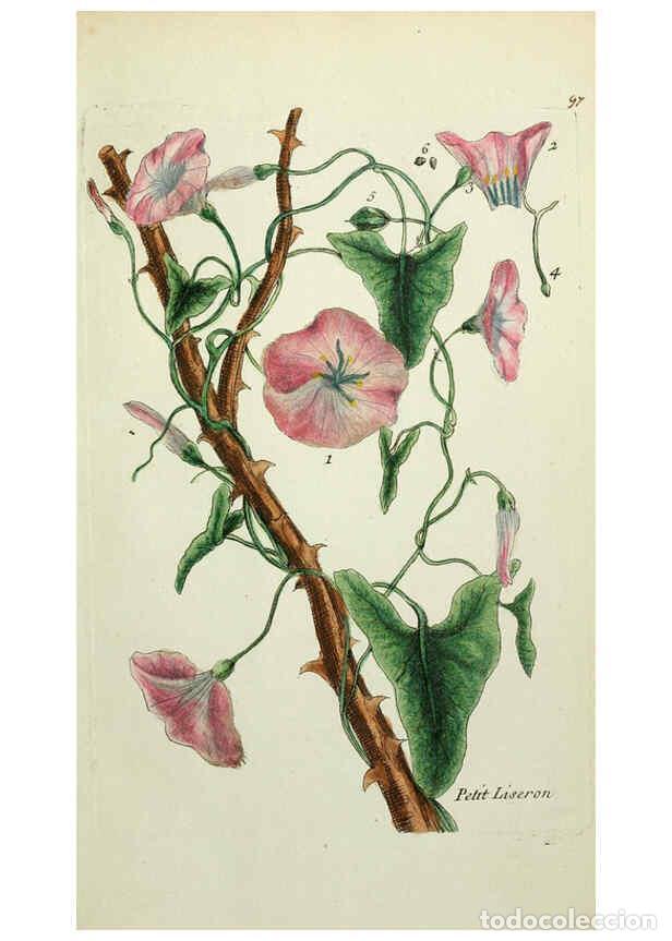 Collectionnisme de Revues et Journaux: Reproducci&oacute;n/Reproduction 6055495633: Flora Parisiensis. v.1. Paris,P.F. Didot,1776-1783 - Pierre Bu