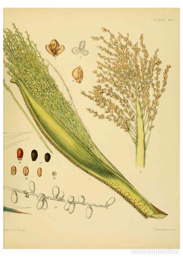 Collectionnisme de Revues et Journaux: Reproducci&oacute;n/Reproduction 6430665771: A hand-book to the flora of Ceylon. atlas. London :Dulau,1893-