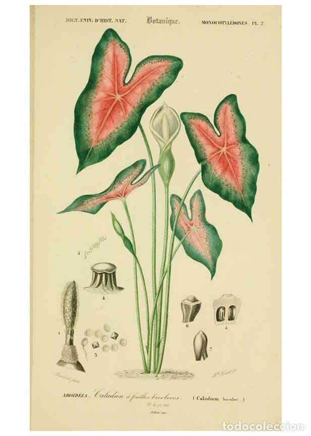 Collectionnisme de Revues et Journaux: Reproducci&oacute;n/Reproduction 6436301613: Dictionnaire universel d'histoire naturelle. v. 3 1849 - Atlas