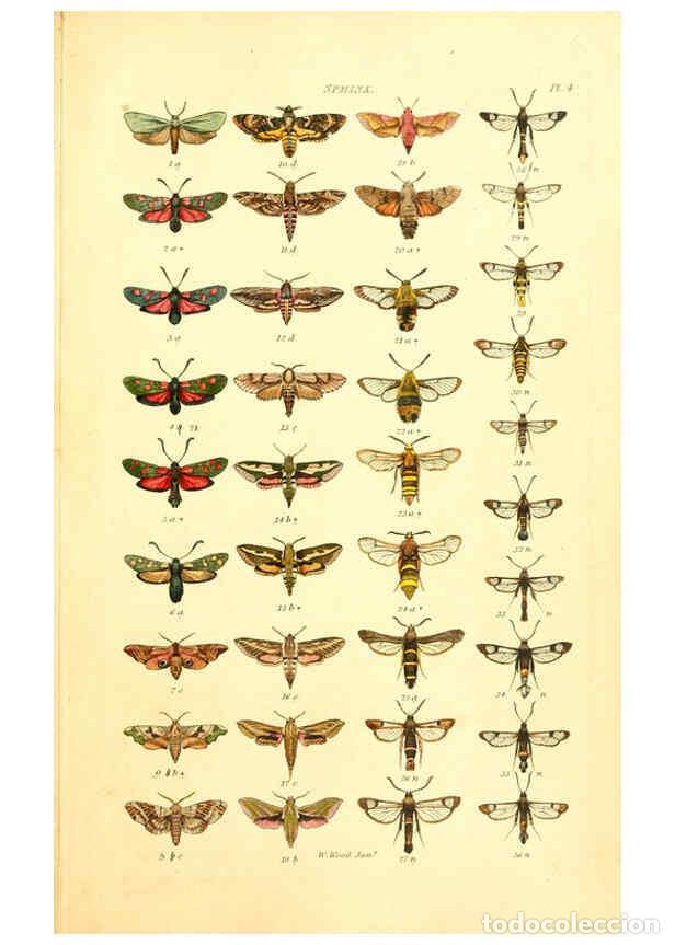 Collectionnisme de Revues et Journaux: Reproducci&oacute;n/Reproduction 6055588161: Index entomologicus London :William Wood,1839 - William Wood