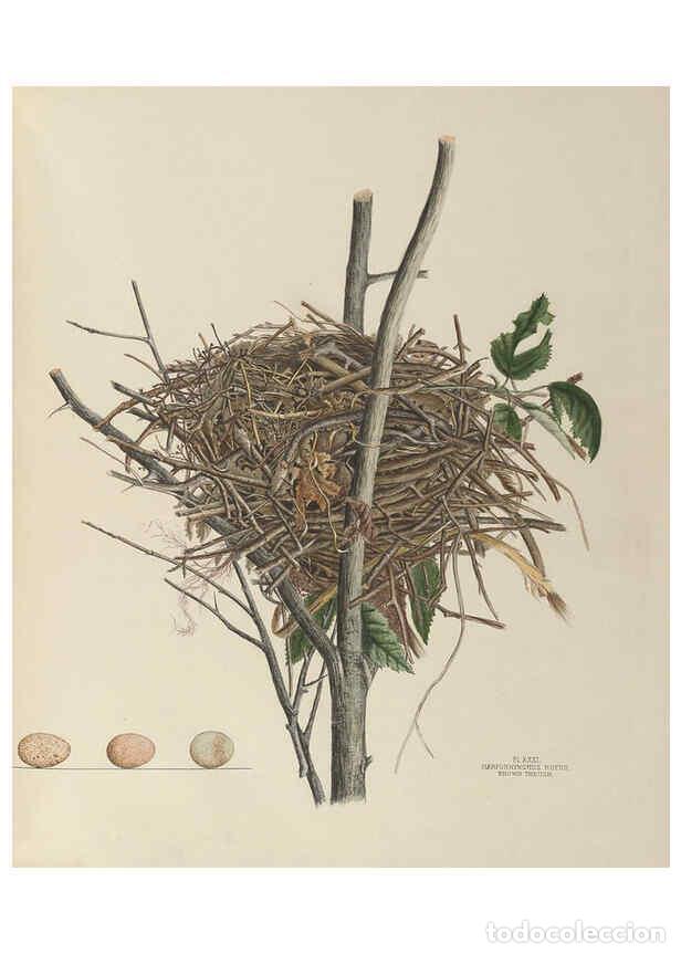Collectionnisme de Revues et Journaux: Reproducci&oacute;n/Reproduction 6056087648: Illustrations of the nests and eggs of birds of Ohio. v.1. Cir