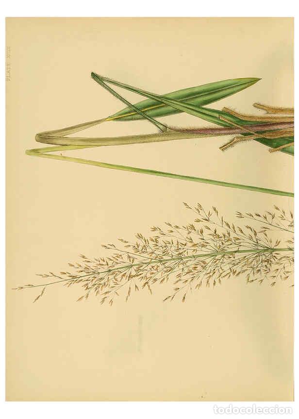 Collectionnisme de Revues et Journaux: Reproducci&oacute;n/Reproduction 6430667481: A hand-book to the flora of Ceylon. atlas. London :Dulau,1893-