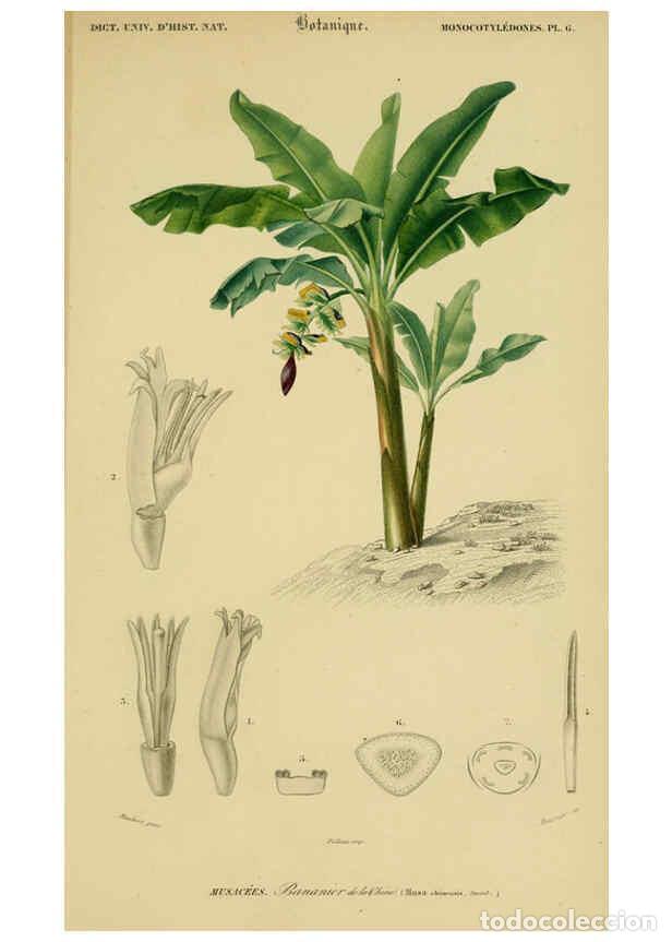 Collectionnisme de Revues et Journaux: Reproducci&oacute;n/Reproduction 6436303999: Dictionnaire universel d'histoire naturelle. v. 3 1849 - Atlas