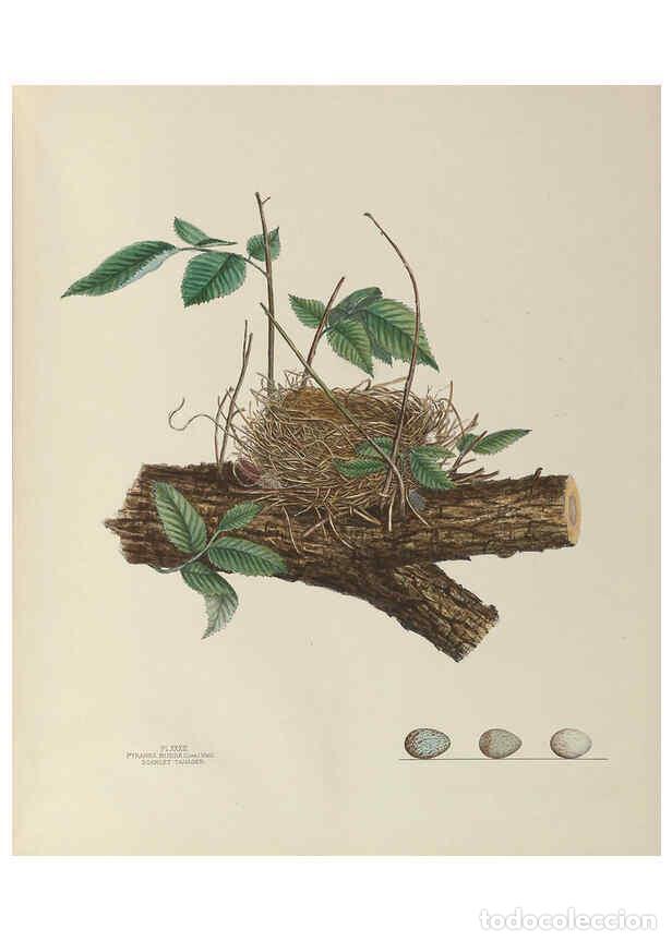 Collectionnisme de Revues et Journaux: Reproducci&oacute;n/Reproduction 6055541167: Illustrations of the nests and eggs of birds of Ohio. v.1. Cir