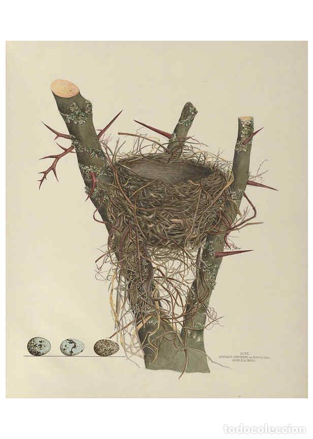 Collectionnisme de Revues et Journaux: Reproducci&oacute;n/Reproduction 6055535543: Illustrations of the nests and eggs of birds of Ohio. v.1. Cir
