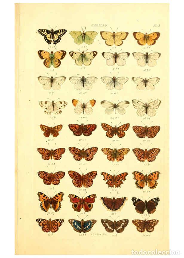 Collectionnisme de Revues et Journaux: Reproducci&oacute;n/Reproduction 6055587363: Index entomologicus London :William Wood,1839 - William Wood