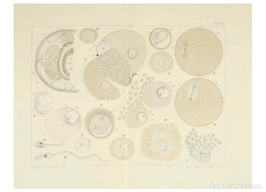 Collectionnisme de Revues et Journaux: Reproducci&oacute;n/Reproduction 6430781411: Entwicklungsgeschichtliche untersuchungen. atlas. Prag,J. Otto