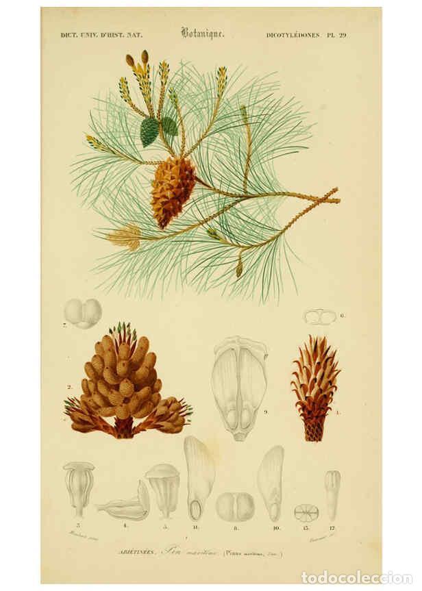 Collectionnisme de Revues et Journaux: Reproducci&oacute;n/Reproduction 6436306299: Dictionnaire universel d'histoire naturelle. v. 3 1849 - Atlas