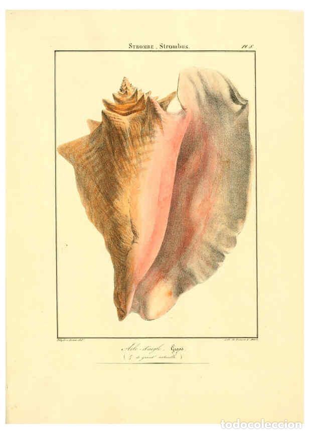 Collectionnisme de Revues et Journaux: Reproducci&oacute;n/Reproduction 6056255368: Iconographie conchyliologique A Marseille :Chez Cr&eacute;vot, librai
