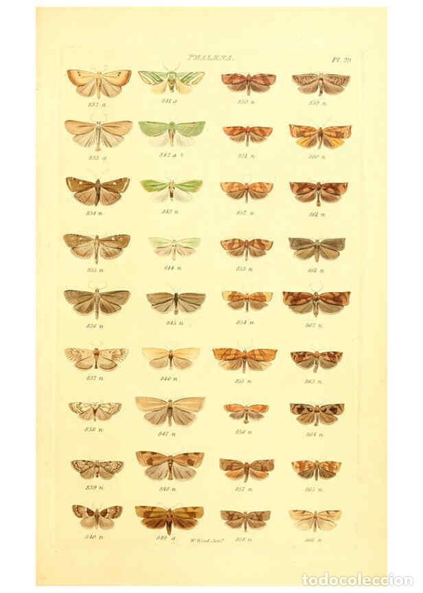 Collectionnisme de Revues et Journaux: Reproducci&oacute;n/Reproduction 6055594561: Index entomologicus London :William Wood,1839 - William Wood