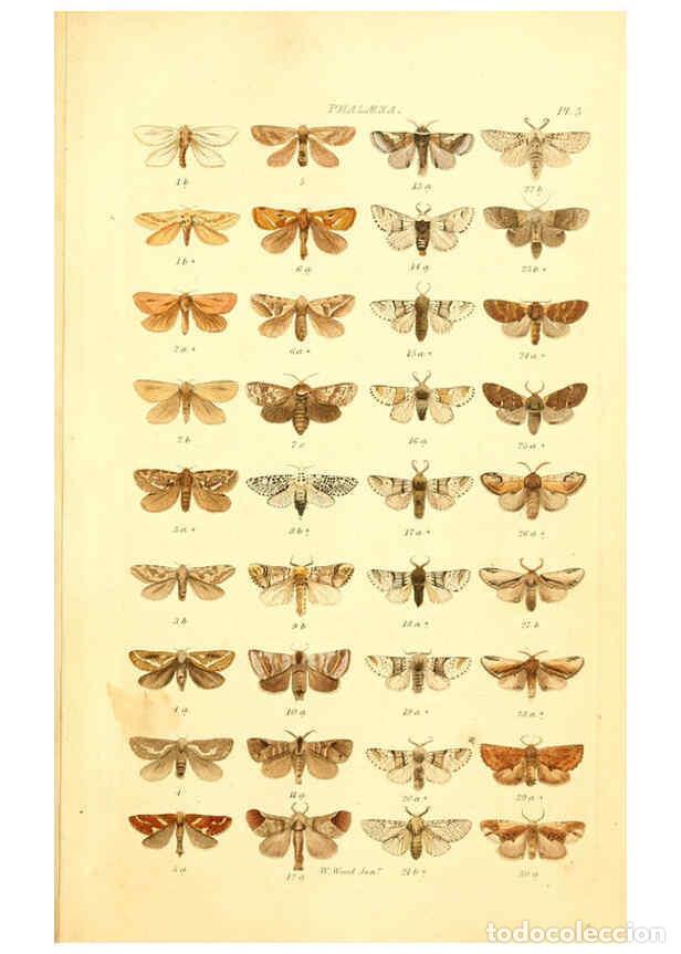 Collectionnisme de Revues et Journaux: Reproducci&oacute;n/Reproduction 6055588437: Index entomologicus London :William Wood,1839 - William Wood